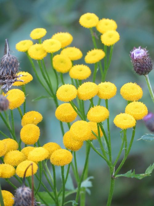 tansy yellow flower