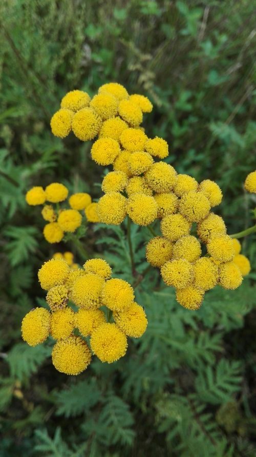 tansy flowers nature