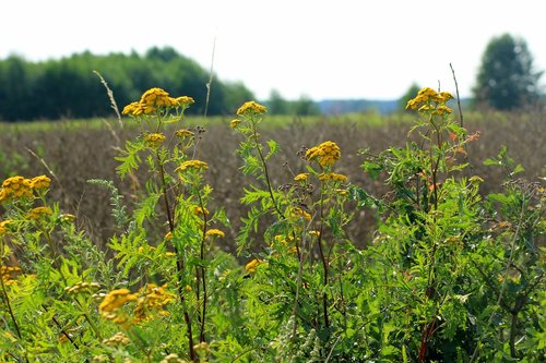 tansy  field  landscape