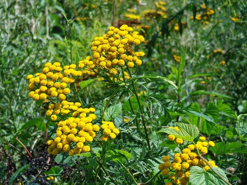 tansy  herbs  plant