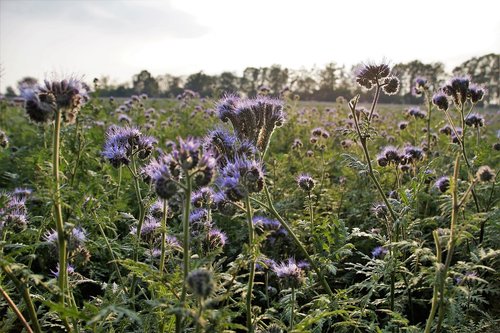 tansy  phacelia  medonosná