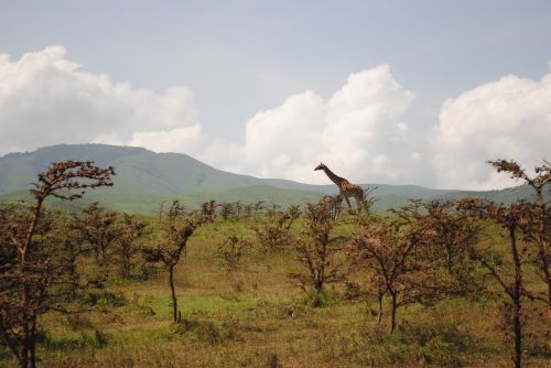 tanzania giraffe savanna