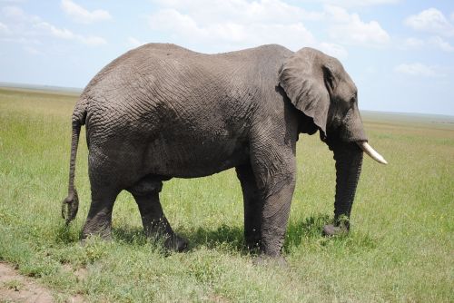 tanzania africa safari