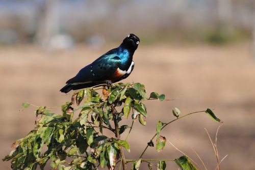 tanzania africa safari