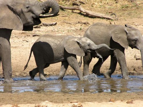 tanzania safari elephant