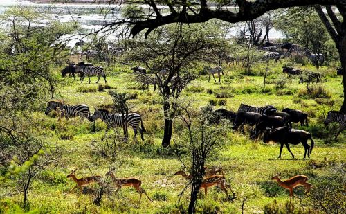 tanzania africa animal