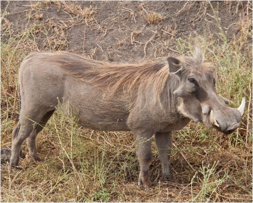 tanzania wildlife serengeti