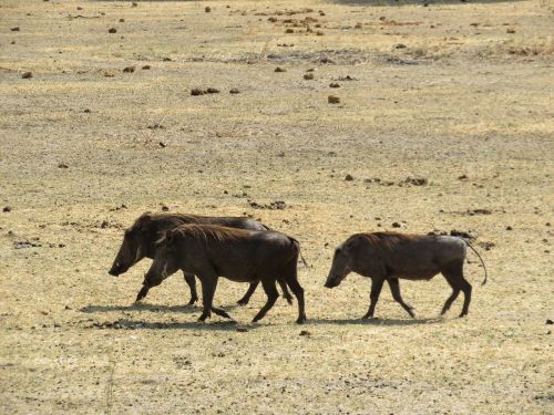 tanzania animals nature