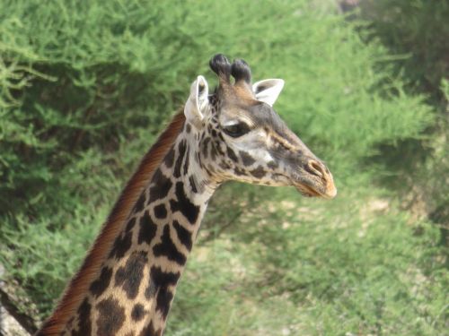 tanzania animals nature