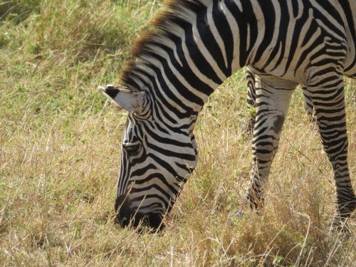 tanzania animals nature