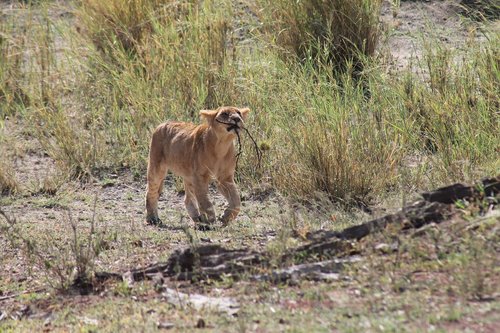 tanzania  lion  national park