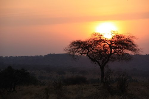 tanzania  savannah  sunset