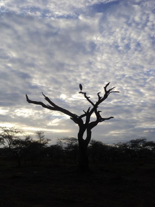 tanzania safari serengeti