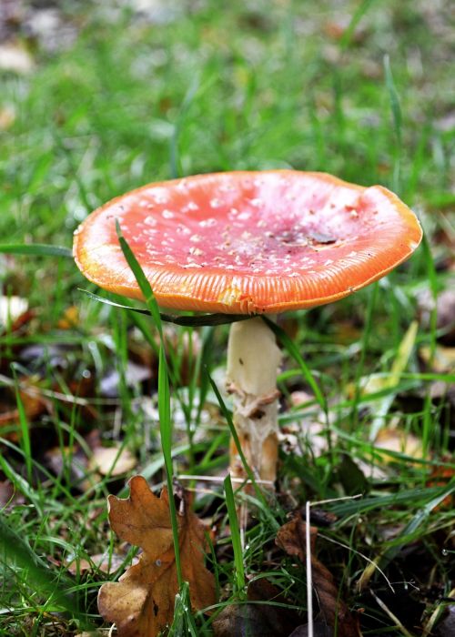 taodstool fungus fungi