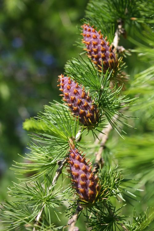 tap conifer larch