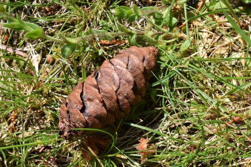 tap pine cones brown