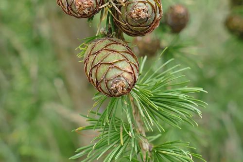 tap larch nature