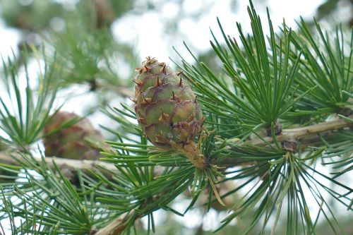 tap larch nature