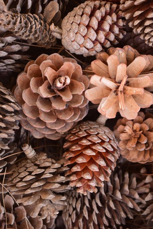 tap pine cones nature