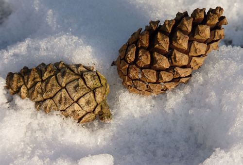 tap pine cones pine