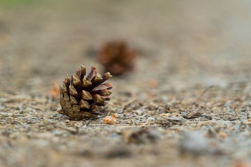 tap pine cones forest
