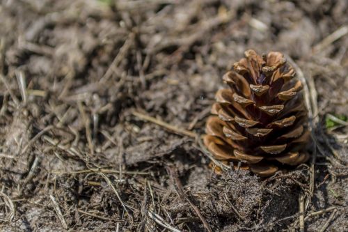 tap pine cones fir