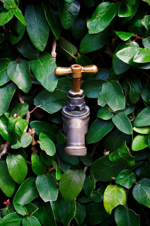 tap faucet leaves