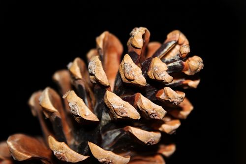 tap christmas pine cones