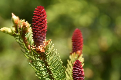 tap  pine cones  red