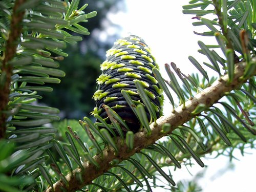 tap  pine cones  close up