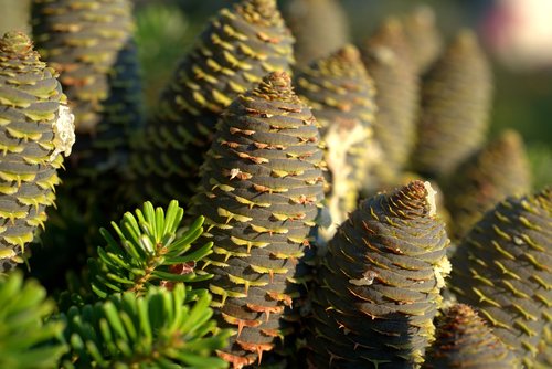 tap  pine cones  fir tree