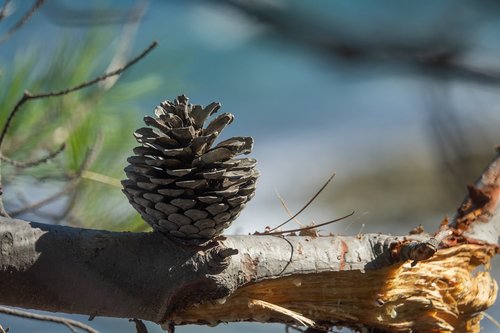 tap  pine cones  macro