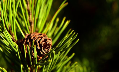 tap  pine  nature