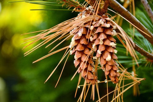 tap  pine cones  strobilus