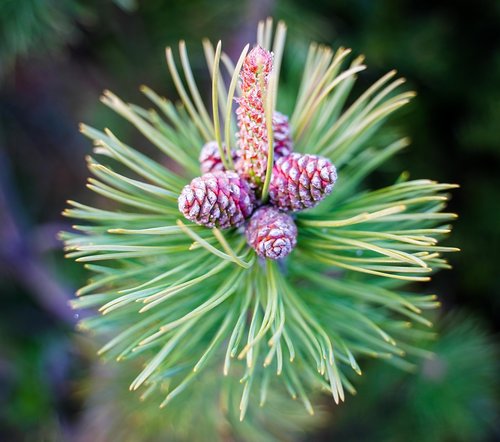 tap  pine cones  needles
