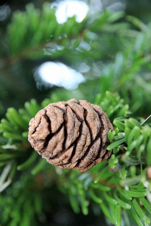 tap fir pine cones