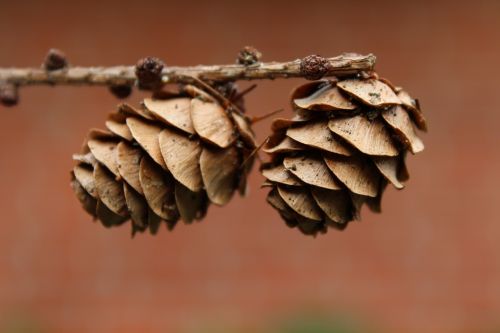 tap pine cones conifer