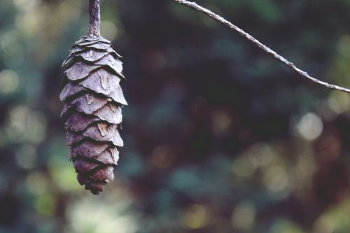 tap branch nature