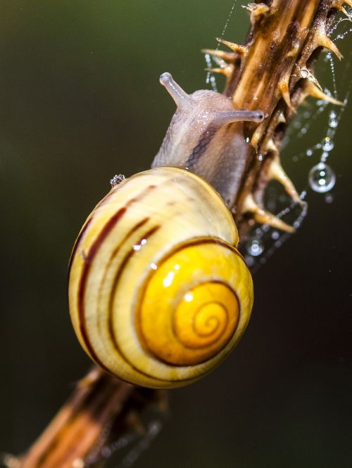 tape worm snail nature