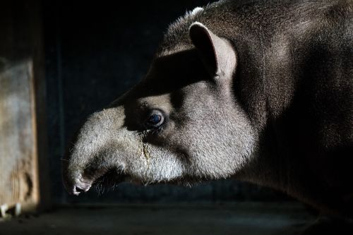 tapir zoo animal