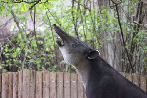 tapir zoo mammal