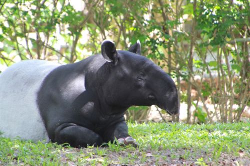 tapir animal tapirus