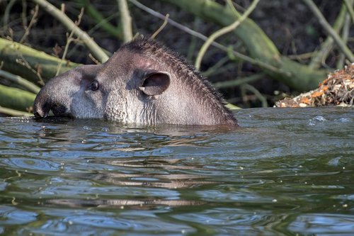 tapir  mammals  trunk