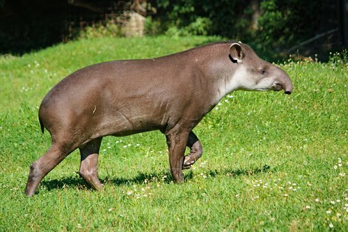 tapir  the south american  animal