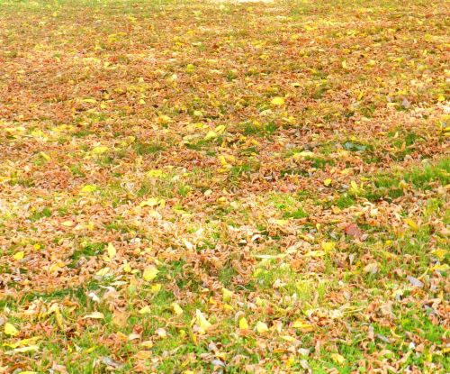 Carpet Of Dead Leaves