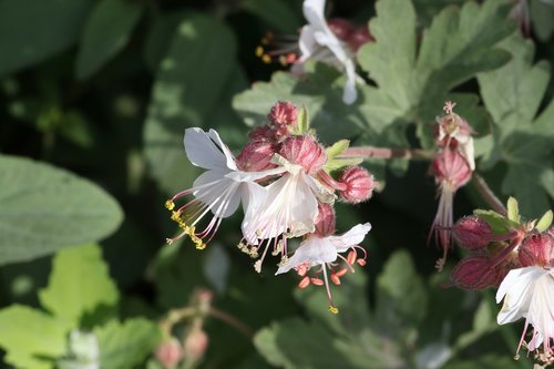 tar  flowers  field