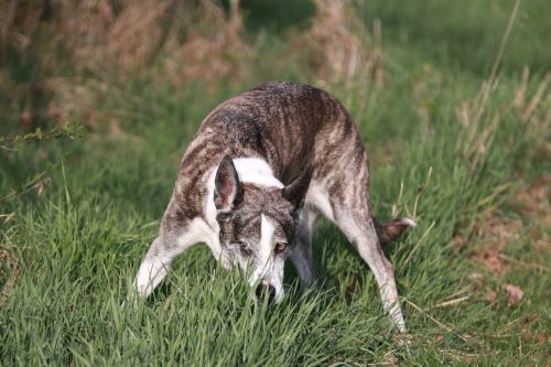 dog sniffing tracking