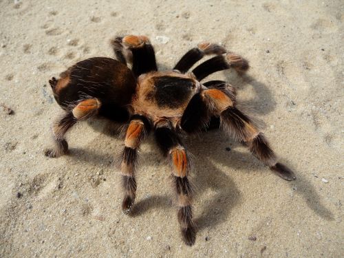 tarantula mexican red knee spider