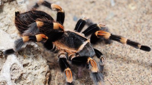 tarantula spider animal
