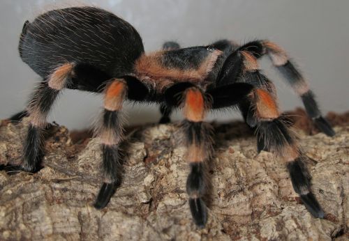 tarantula brachypelma smith terrarium